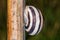 Snail on a branch. Big snail sitting on a small branch in the sunlight waiting for the rain