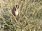 Snail on a branch in close-up on the background of summer plants. Sunlit snail. Nature, shellfish, fauna.