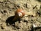 Snail with a brown shell