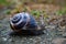 Snail in Bulgaria