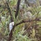 Snail on the bushes after rain in the mountain