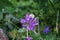 Snail on Campanula persicifolia flowers. Campanula persicifolia, the peach-leaved bellflower, is a flowering plant. Berlin