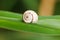 Snail on cane leaf