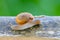 Snail catch the concrete,beautiful snail on the concrete in the