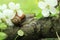 Snail in cherry plum flowers. Garden flowers and snail, pest