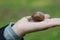 A snail on child hand on the green nature background