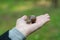 A snail on child hand on the green nature background