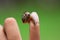 Snail in child hand, nature lover