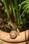 Snail on clay jar