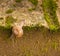 Snail climbing down across the edge of grey brick wall with green moss