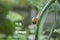 Snail climbing on flower