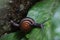 Snail climbing on the leaf