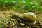 Snail climbing a piece of wood