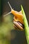 Snail climbing to the top of a plant