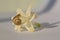 Snail climbing on white flower