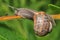 Snail climbs along plant confronted by small fly