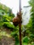 The snail climbs a branch in the garden