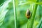 Snail climbs through the green grass. Crawling snail Beautiful living background