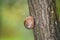 Snail climbs on tree