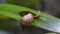 The snail clings to the bottom of the leaf, snail footage in slow motion