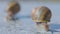 Snail close up. Close-up of snails crawling on a flat surface. Helix Aspersa Maxima on a flat surface close up