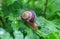 snail close up in the garden