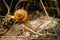 Snail - Close up Macro snail on dry leaf in the garden. Reptile Snail moving on dry leaves. Large white mollusk snails with brown