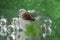 snail closeup green leaf glass bolls bokeh background macro