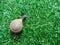 Snail with coiled shell on green yard