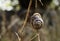 Snail coiled shell on twig