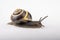 Snail with a colorful shell on a white table. Garden snail with advanced feelers