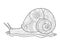 Snail coloring book for adults vector