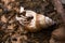 a snail conch burnt after forest fire. forest fire effect