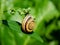Snail conch on plant leaf on meadow