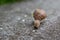 Snail at the concrete wall