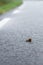 Snail crawl on wet asphalt road