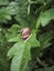 Snail crawling on an artichoke leaf