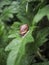 Snail crawling on an artichoke leaf