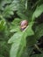 Snail crawling on an artichoke leaf