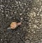 Snail crawling on asphalt towards sunny area