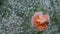 Snail crawling on a blooming rose