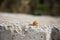 Snail crawling on the concrete edge, slow speed