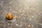 Snail crawling on concrete in shallow water. Snail in water