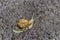 Snail crawling in dirt after a rainfall