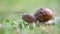 Snail crawling on green grass