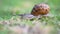 Snail crawling on green grass slowly