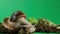 Snail crawling on green screen isolated with chroma key. Slow footage