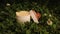 Snail crawling on a jar of cosmetic cream, next to which lies clover flowers