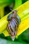 Snail crawling on large yellow leaf