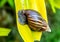 Snail crawling on large yellow leaf